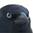 crowjudge crowjudge