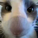 sog_stare