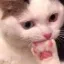 :catgasp: