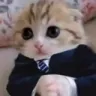 catbusiness