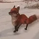 tippytaps