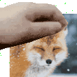 petthemats Discord emoji