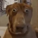 AyoDog