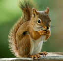 sarahthesquirrellord Discord emoji
