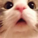 cats_shocked