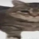 cat2