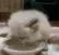 y_milk