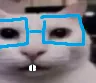 GatoNerd
