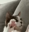 Cats_Hello