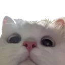 Cats_Hello