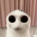 cateyes