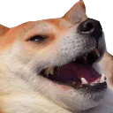 doge doge
