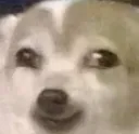 dogesmirk