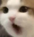 CatPog