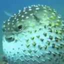 fish2