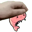 Shrimppat