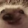 c_hedgehog_eats