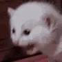 NYOOO