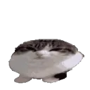 veryhappycat