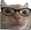 catglasses
