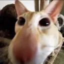 goober