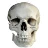 skull
