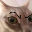 Cats_EyeRaise