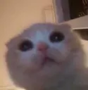 Cats_Hey