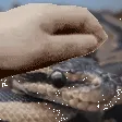 snakepat
