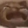 sobcat