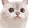 WeirdCat