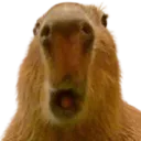 Capypog Discord Emoji