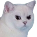 angercat angercat