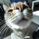 sniff