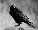 crowbird