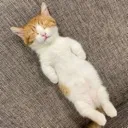 snoozer