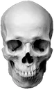 skull298 skull298