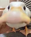 stare