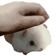 Hampterpat