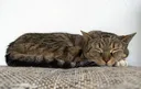 sleepingcat1536x971 Discord Emoji