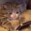 CryingCat Discord Emoji