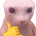 Bingus
