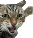 CatSoy