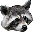 raccattack raccattack