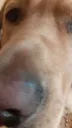 dog3