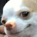 Dogs_Smirk Dogs_Smirk