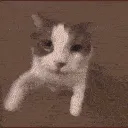CatKiss CatKiss