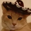 Cowboy_cat_YEEHAAW