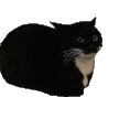 speencat Discord Emoji