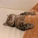 sleepytired Discord Emoji